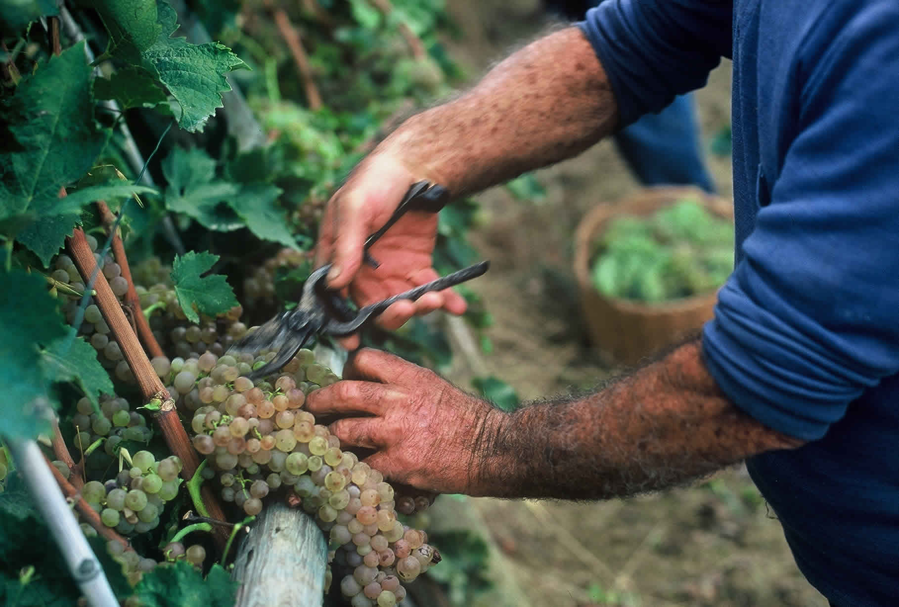 Vino Pecorino nella Storia del Piceno